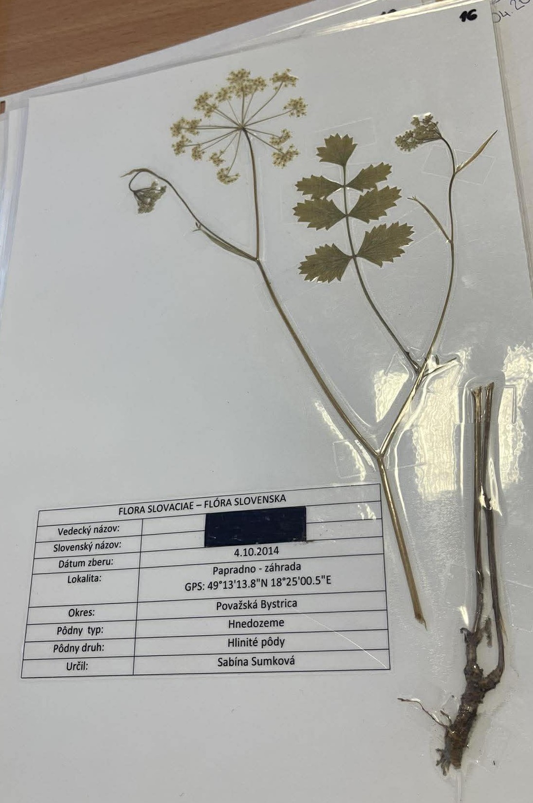 Rastlina Pimpinella anisum